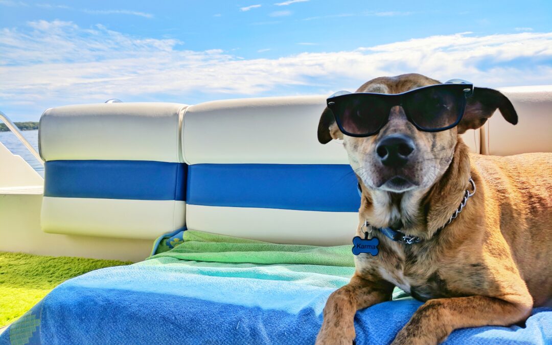 Pets on a Luxury Yacht: All You Need to Know