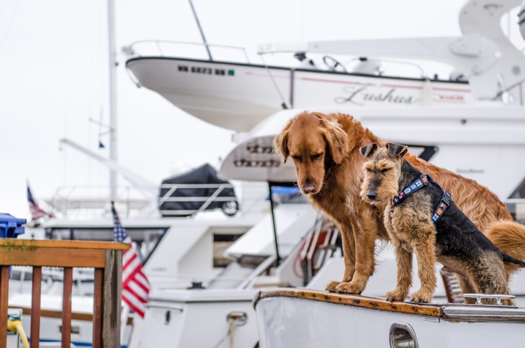 Two dogs on a luxury yacht looking at the water
